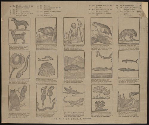 Dieren en planten (Nº C)