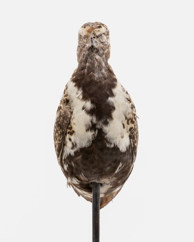 Lokvogel goudplevier