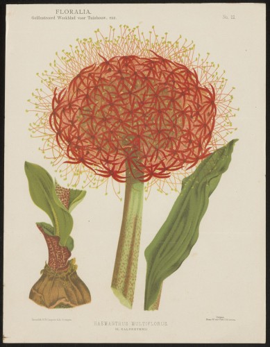 Haemanthus multiflorus (H. Kalbreyeri) (Nº 12)