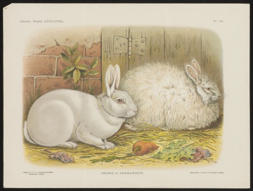 Twee konijnen (Nº 184)