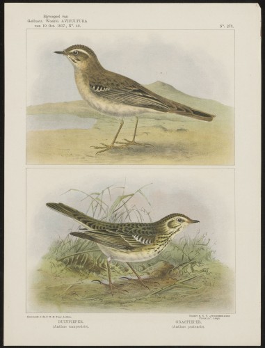 Twee zangvogels (Nº 273)