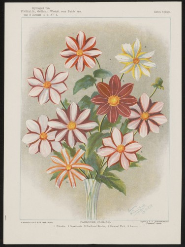 Dahlia's (Extra bijlage)