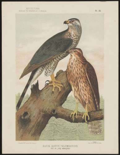 Havik, (astur palumbarius) oud en jong exemplaar (Nº 22)