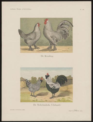 De Kraaikop. De Nederlandsche Uilebaard (Nº 96)