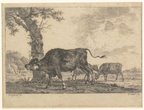 Stier en koeien