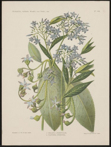 Oosterse ruwbladigen (Nº 102)