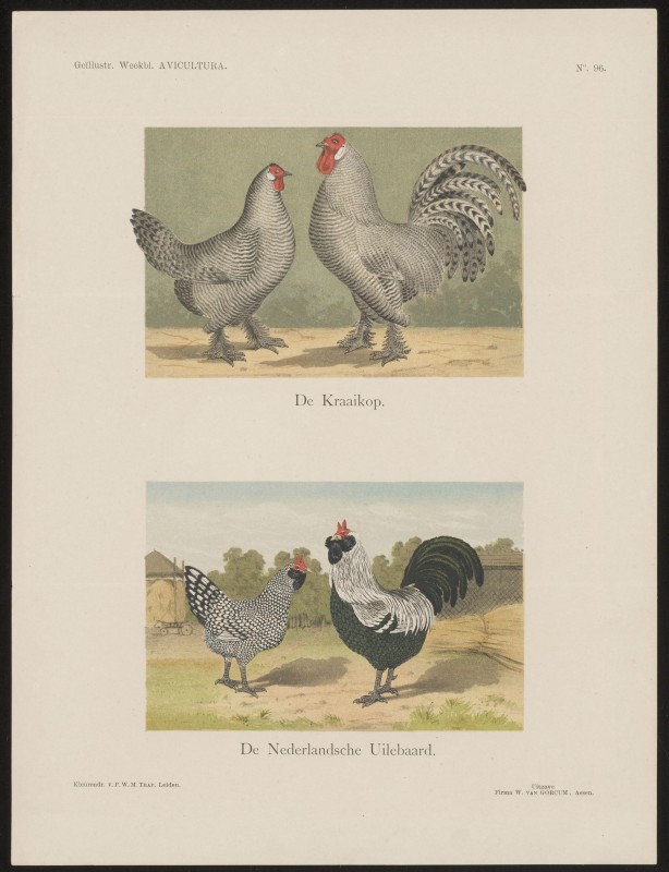 De Kraaikop. De Nederlandsche Uilebaard (Nº 96)