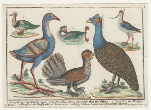 Exotische vogels (Nº 4)