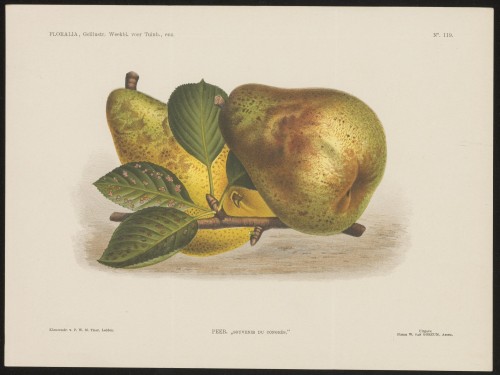 Peren (Nº 119)