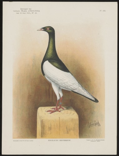 Duif (Nº 245)