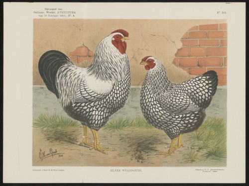 Kippen (Nº 241)