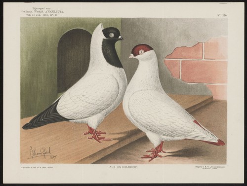 Duiven (Nº 276)