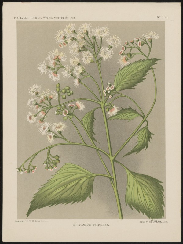 Eupatorium (Nº 112)