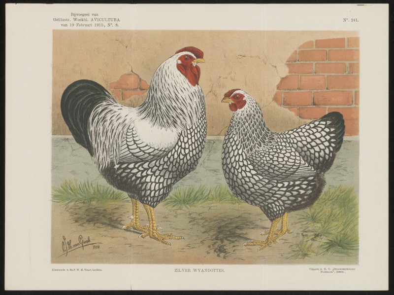 Kippen (Nº 241)