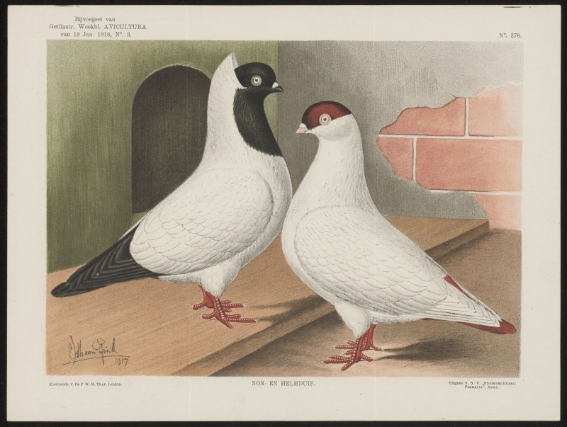 Duiven (Nº 276)